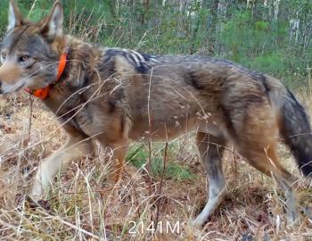 Red Wolf with a blaze orange collar walks through Alligator River National Wildlife Refuge.