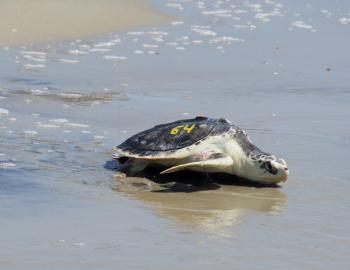 Rehabilitated and released, a Kemp's ridley sea turtle returns to the sea at Hatteras Village.
