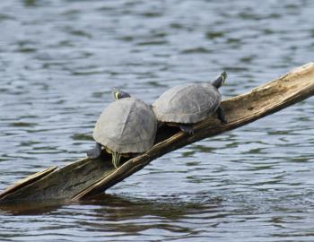 Two Yellow-bellied Sliders basking in the sun at Sandy Run Park in Kitty Hawk. Two Yellow-bellied Sliders basking in the sun at Sandy Run Park in Kitty Hawk.