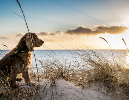 A dog on an Outer Banks beach