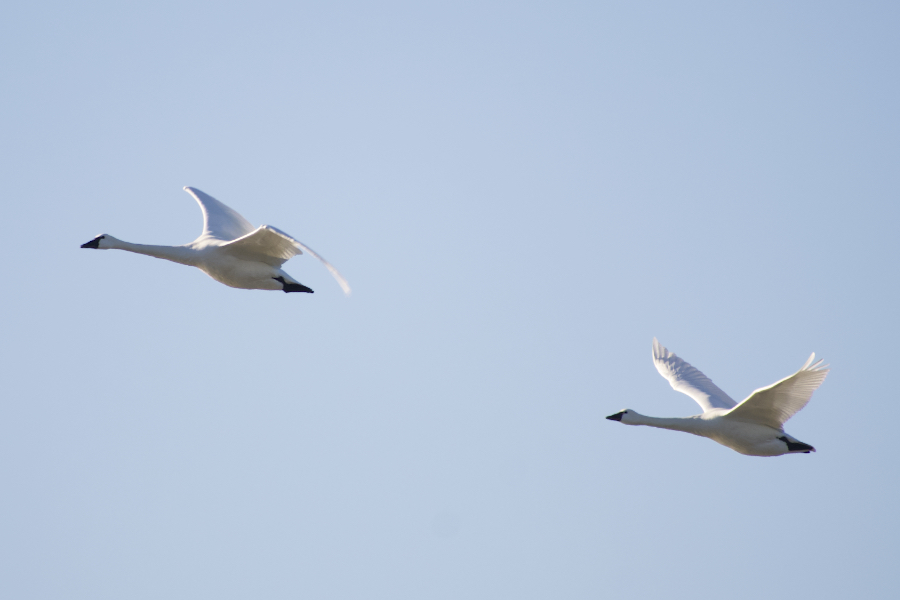 Trumpeter Swans take flight over Pea Island National Wildlife Refuge on Christmas Day. Trumpeter Swans take flight over Pea Island National Wildlife Refuge on Christmas Day.