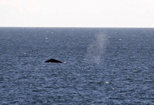 humpback whale peeking out of the water
