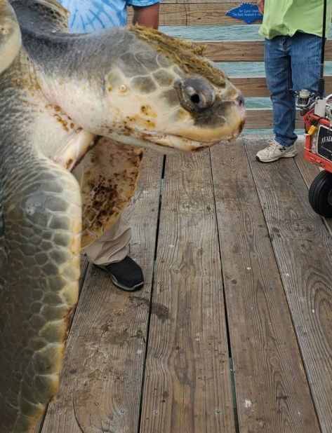 Juvenile Kemp's Ridley after being rescued from the surf.