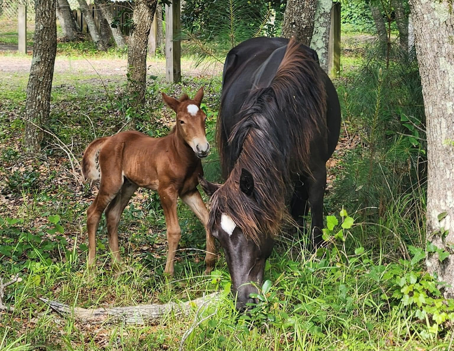 Donner the newest addition to the Corolla Wild Horse herd. Donner the newest addition to the Corolla Wild Horse herd.