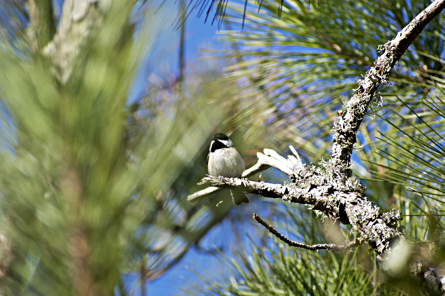 A Carolina Chickadee in the perches in a pine tree along the Pine Island Trail. A Carolina Chickadee in the perches in a pine tree along the Pine Island Trail.