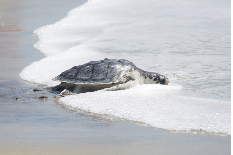 A Kemp's Ridley sea turtle on an Outer Banks beach heads for the ocean. A Kemp's Ridley sea turtle on an Outer Banks beach heads for the ocean.